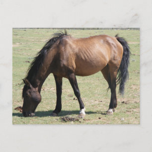 Navajo Mustang Postcard