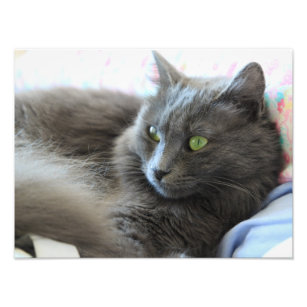 Nebelung Cat Gifts On Zazzle Nz