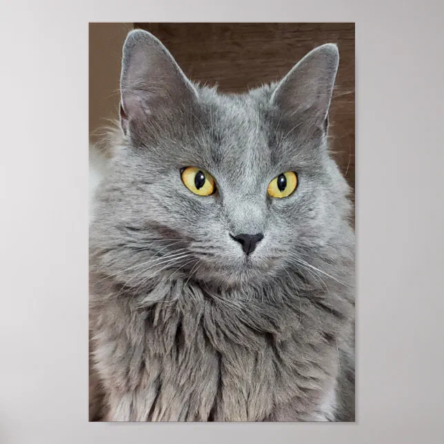 Russian Blue Cat With Hat Funny Cat Greeting Card Russian Blue Cat