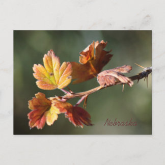 Nebraska Postcard