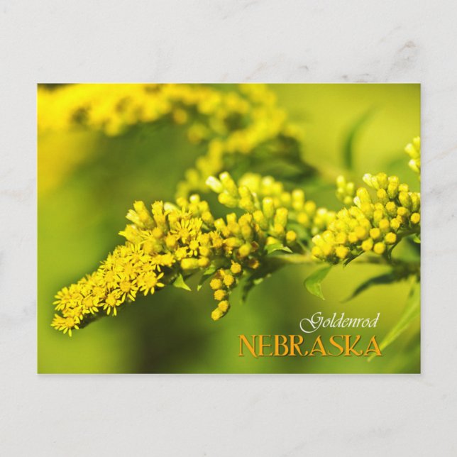 Nebraska State Flower: Goldenrod Postcard (Front)