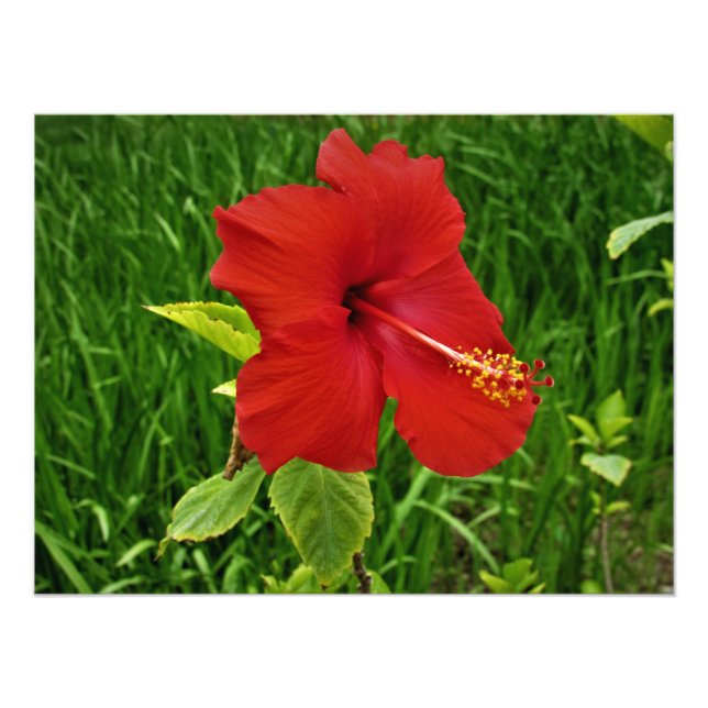 "Nebraskan Hibiscus" Photo Print (Front)