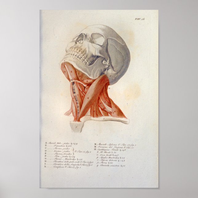 Neck Muscles Skull Anatomy Print French (Front)