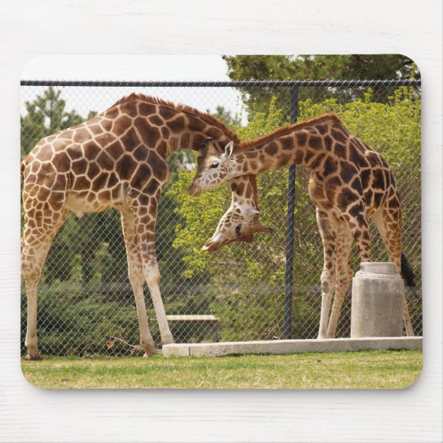 necking giraffes mouse pad (Front)