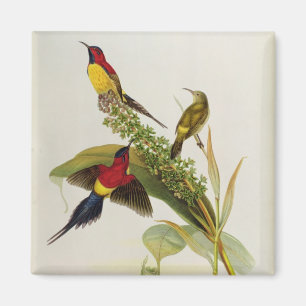 Nectarinia Gouldae Magnet