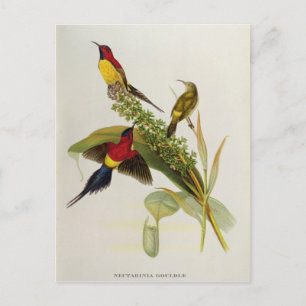 Nectarinia Gouldae Postcard