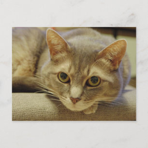 Nedda Postcard