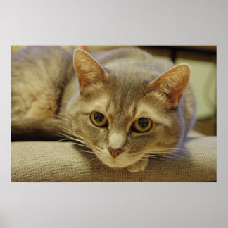 Nedda Poster