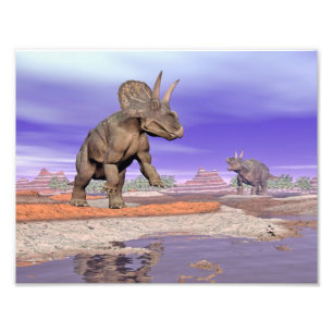 Nedoceratops/diceratops dinosaurs in nature photo print