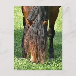 needing a haircut postcard