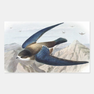 Needle-tailed Swift Rectangular Sticker