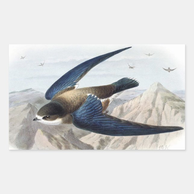 Needle-tailed Swift Rectangular Sticker (Front)
