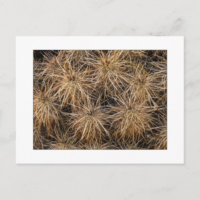 "Needles and Hay Stacks" Postcard (Front)