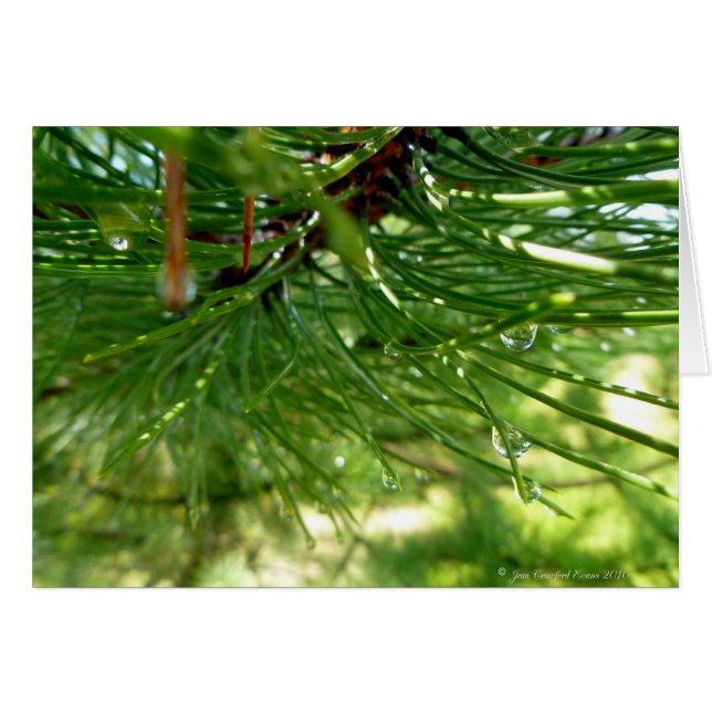 Needles & droplets (Front Horizontal)