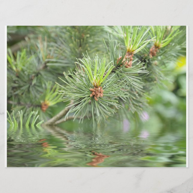 needles of pine tree above water flyer (Front)