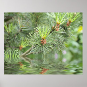 needles of pine tree above water poster