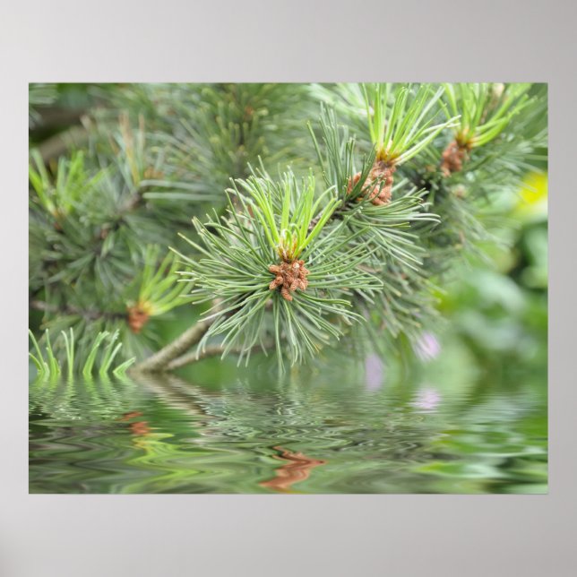 needles of pine tree above water poster (Front)
