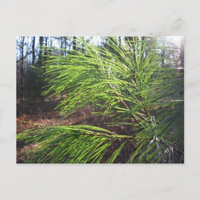 needles postcard (Front)