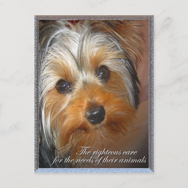 Needs of your animal Yorkie Postcard (Front)