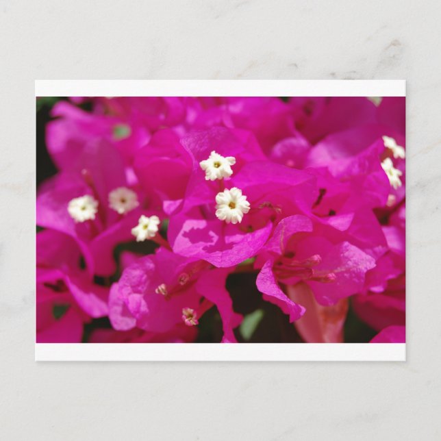 Negril, Jamaica Postcard (Front)