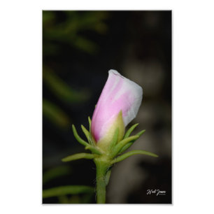 Neil Jones Photography - Birth of a Rose Photo Print