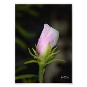 Neil Jones Photography - Birth of a Rose Photo Print