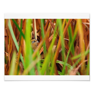 Nelsons Sparrow Peeking Through Cattails Photo Print