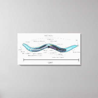 Nematode hermaphrodite Caenorhabditis elegans Canvas Print