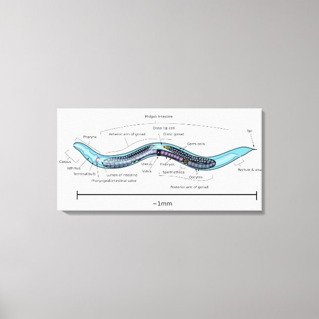 Nematode hermaphrodite Caenorhabditis elegans Canvas Print (Front)