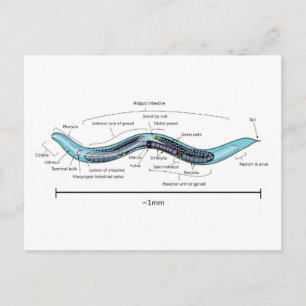 Nematode hermaphrodite Caenorhabditis elegans  Postcard