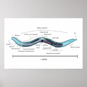 Nematode hermaphrodite Caenorhabditis elegans  Poster