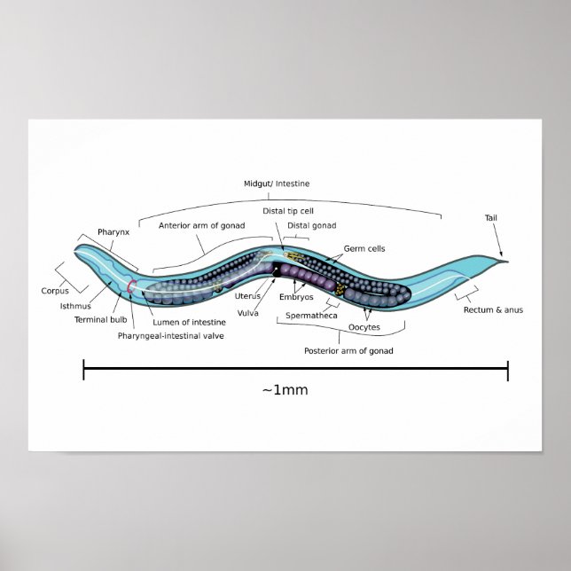 Nematode hermaphrodite Caenorhabditis elegans  Poster (Front)