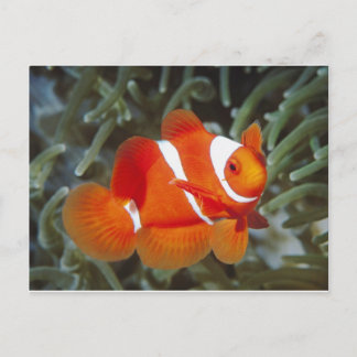 nemo fish postcard