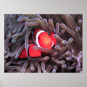 Nemo Found Poster