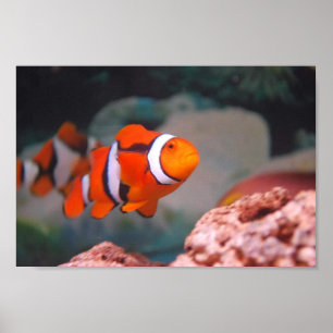 Nemo Poster