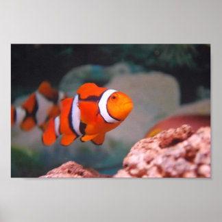 Nemo Poster