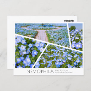 NEMOPHILA（Baby Blue Eyes） Postcard