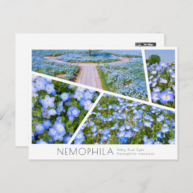 NEMOPHILA（Baby Blue Eyes） Postcard (Front/Back)