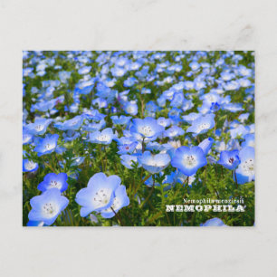 NEMOPHILA(Baby Blue Eyes) Postcard