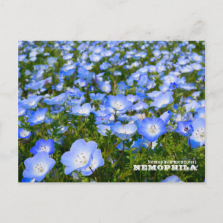 NEMOPHILA(Baby Blue Eyes) Postcard