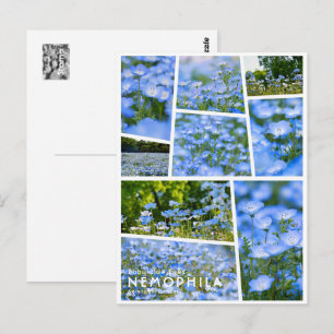 NEMOPHILA(Baby Blue Eyes) Postcard