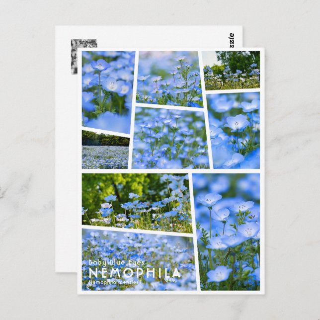 NEMOPHILA（Baby Blue Eyes） Postcard (Front/Back)