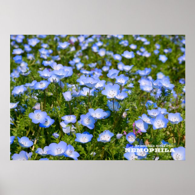 NEMOPHILA（Baby Blue Eyes） Poster (Front)