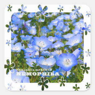 NEMOPHILA(Baby Blue Eyes) Square Sticker