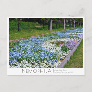 Nemophila Flower Bed Postcard