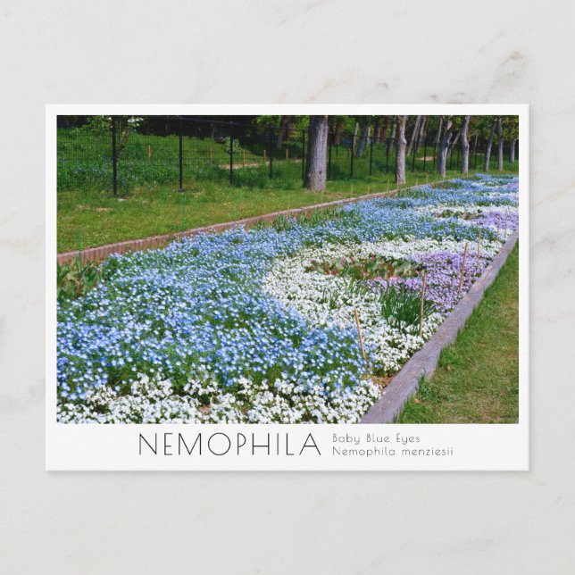Nemophila Flower Bed Postcard (Front)