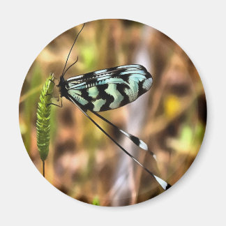 Nemoptera bipennis Spoon-Winged Insect Art Magnet