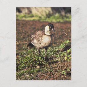 Nene Goose (Hawaiian goose) Postcard