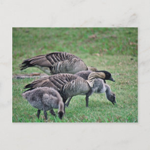 Nene Postcard