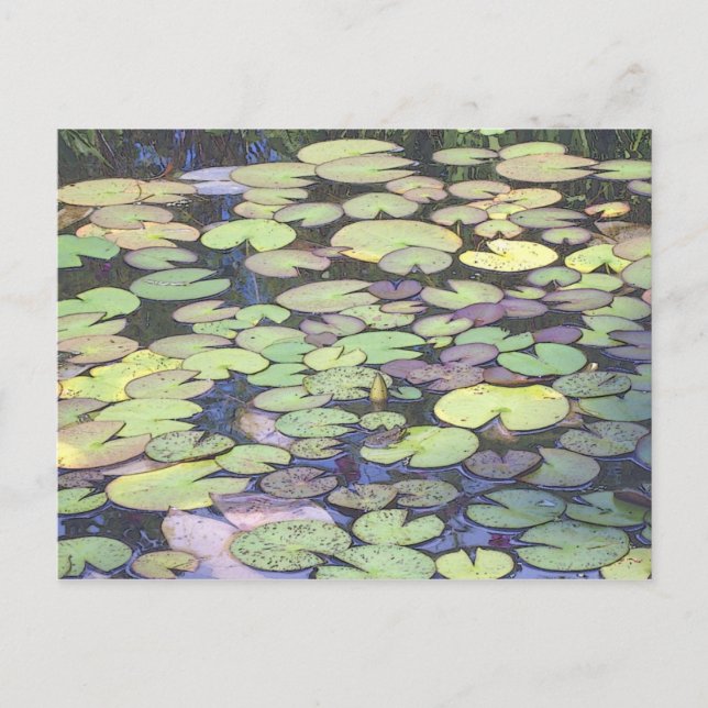 nenhu postcard (Front)